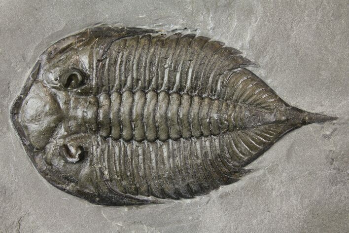 Dalmanites Trilobite Fossil - New York #163589